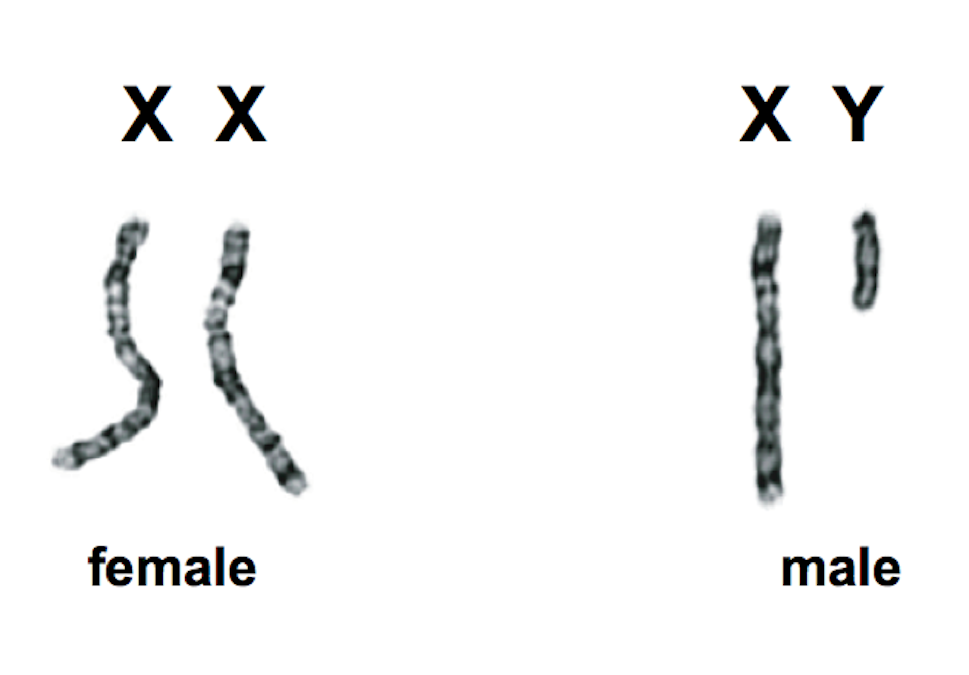 Female Sex Chromosomes